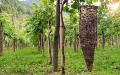 Promoting Georgian Wine in the U.S. With Help From Premise Audience Insights
