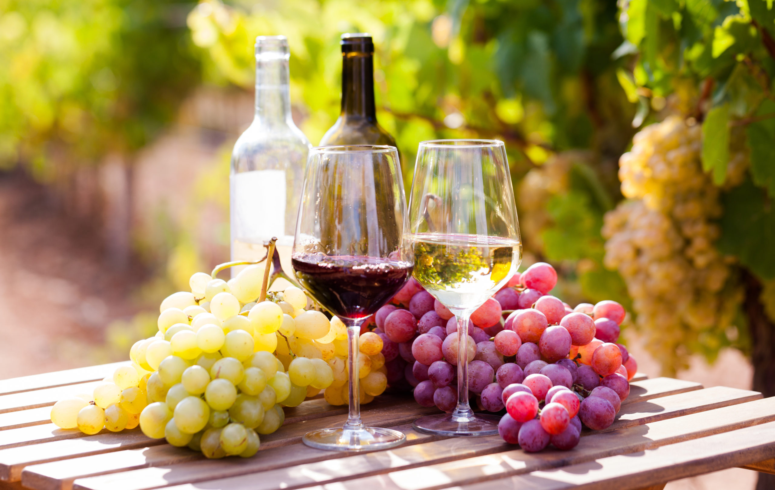 glasses of red and white wine and ripe grapes on table in vineya